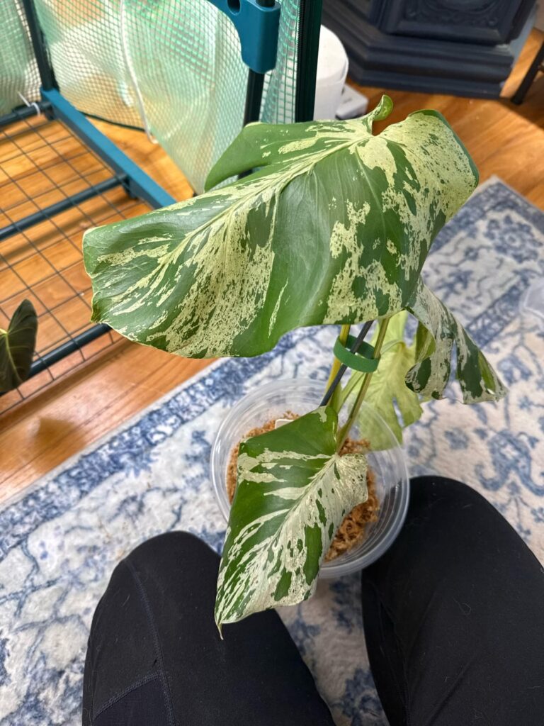 Need help please with mossed bulbasaur