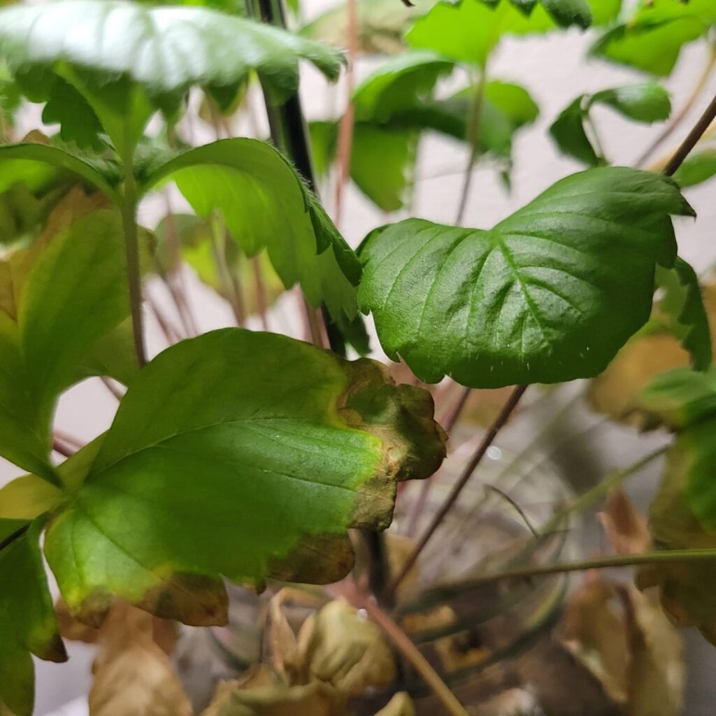 Indoor strawberry plan leaves turning brown. What to do?