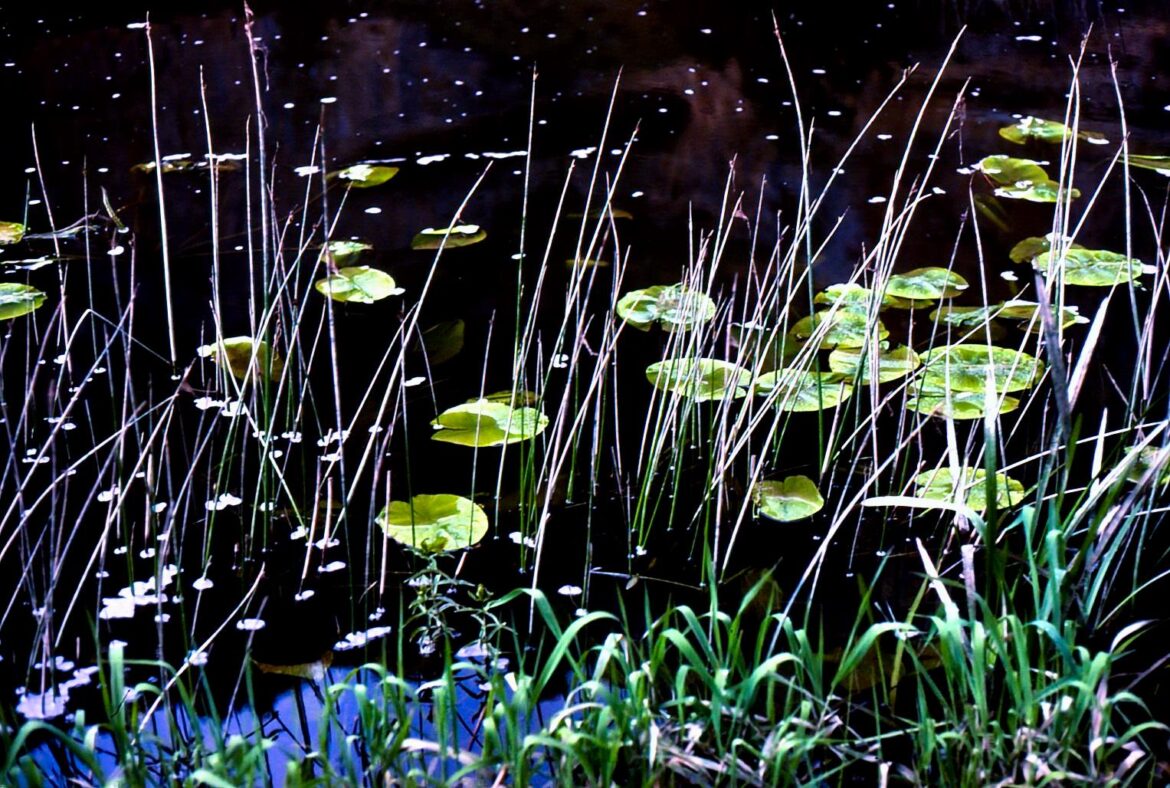 Nenúfares (Nymphaea)[OC].
