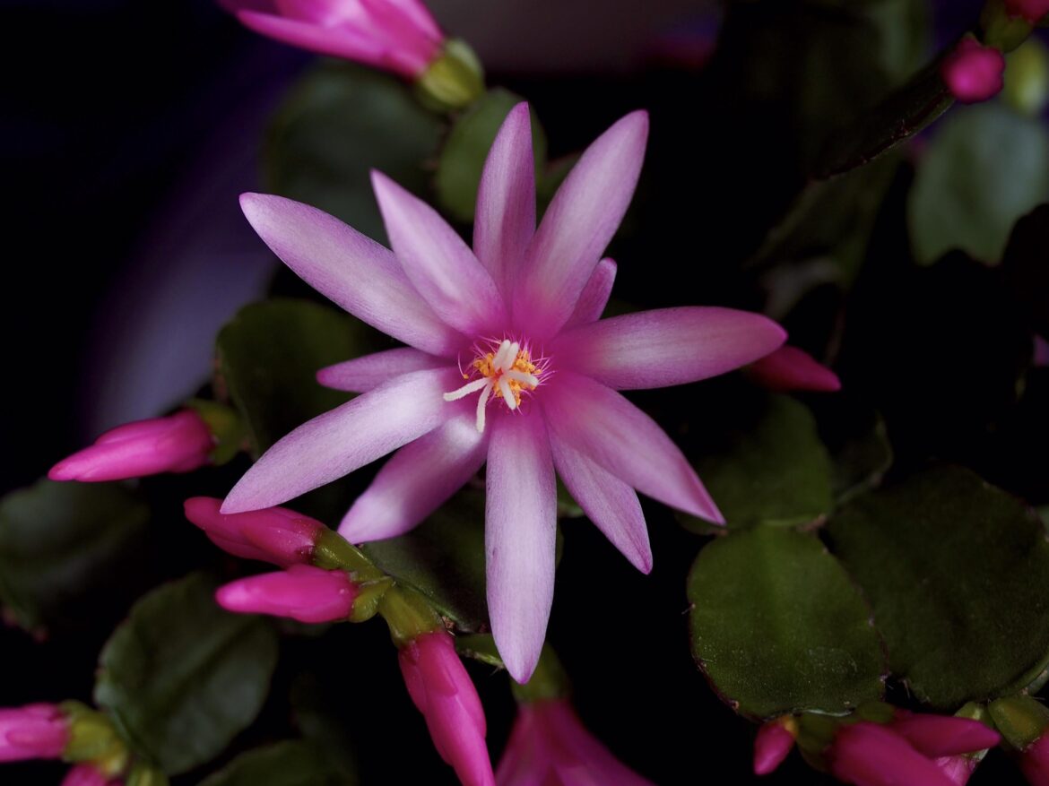 Easter cactus blooms at the right time [OC]