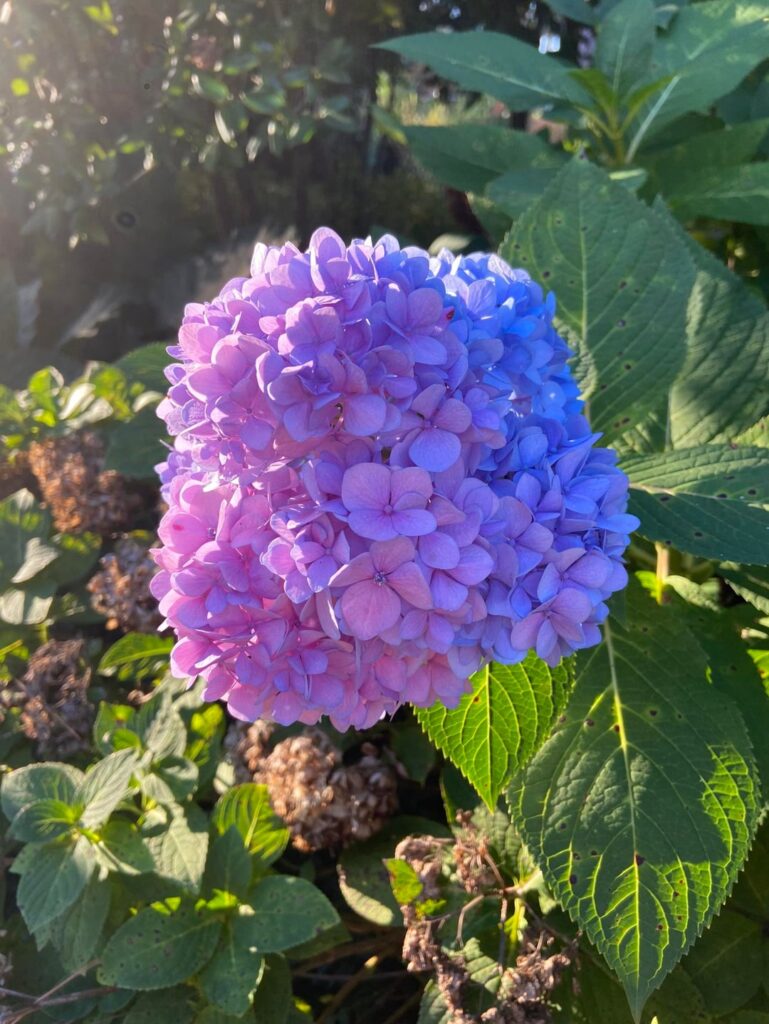 Pretty hydrangeas