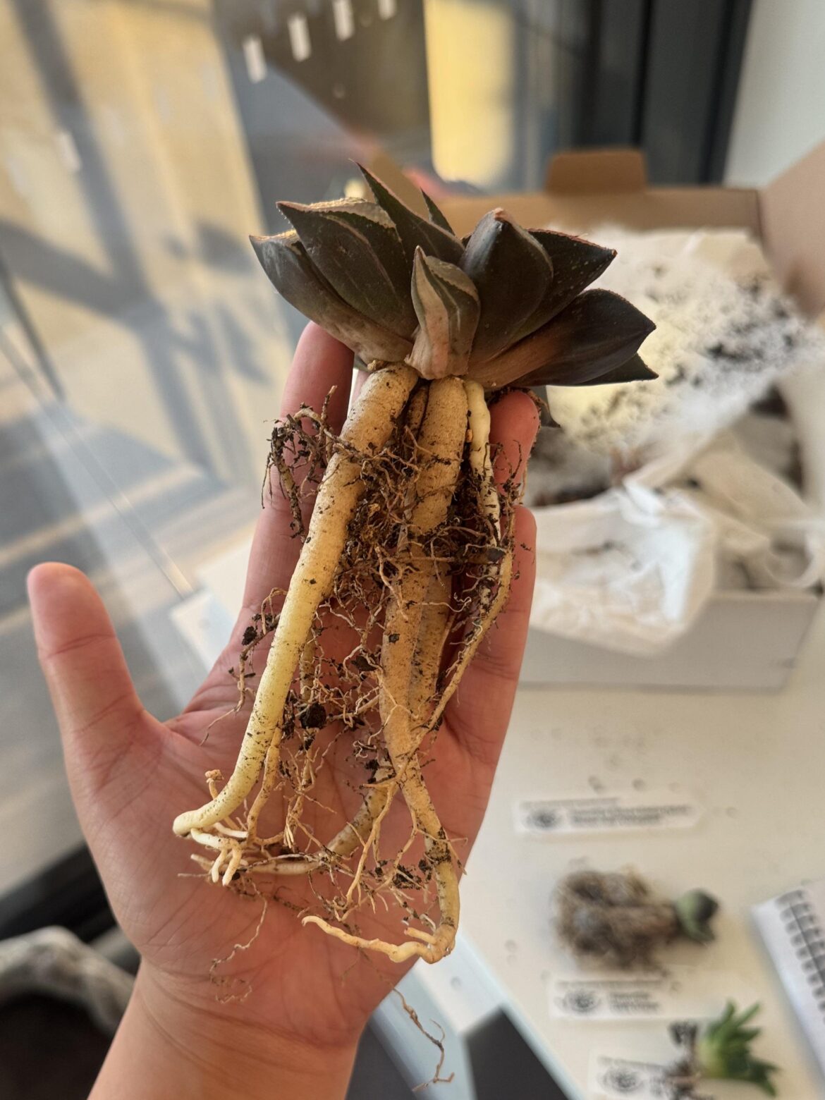 Roots for days!