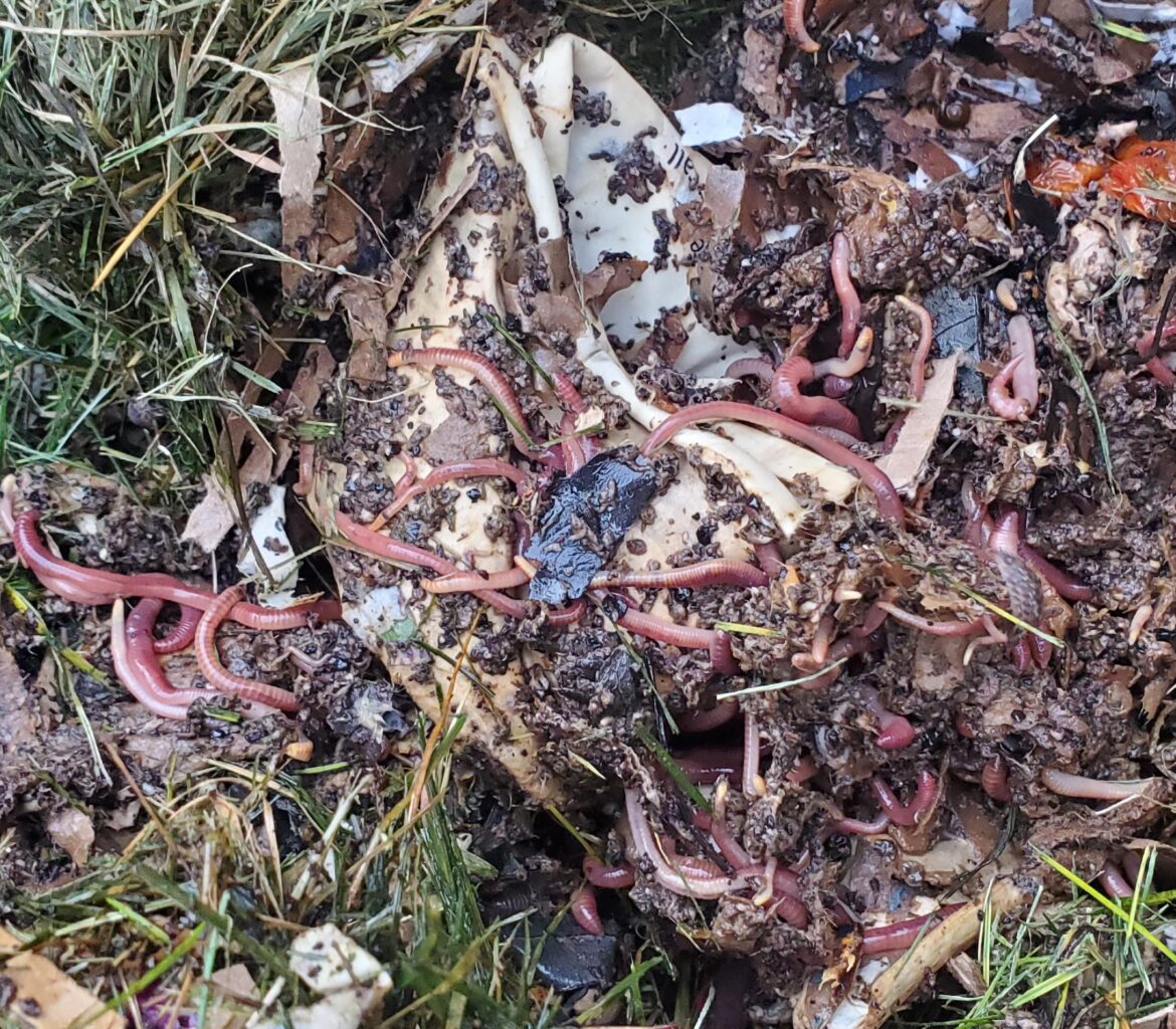 It's that time of year when I move my cured pile into my gardens, move my active pile into a cure pile and start a new pile! I get so excited when I turn my pile to see 1 full year of my 5-person family's discards turn into magic!