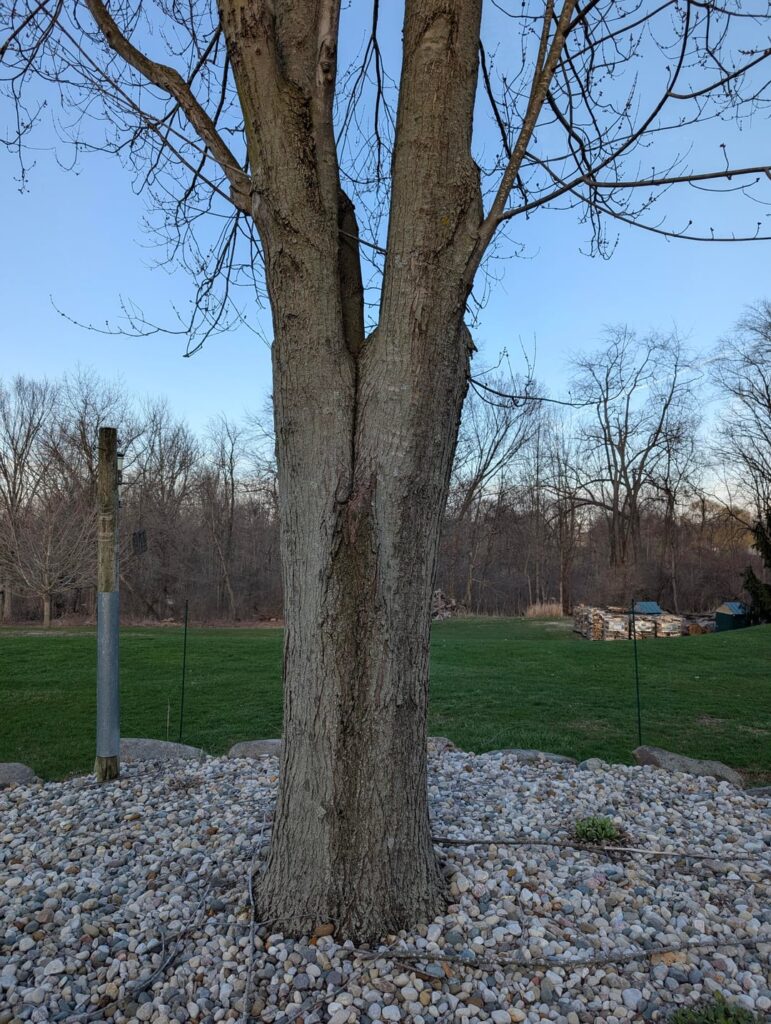This split doesn't seem great. Am I going to lose this maple?