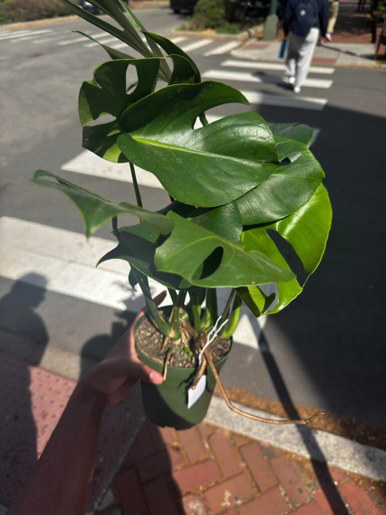 First time plant owner