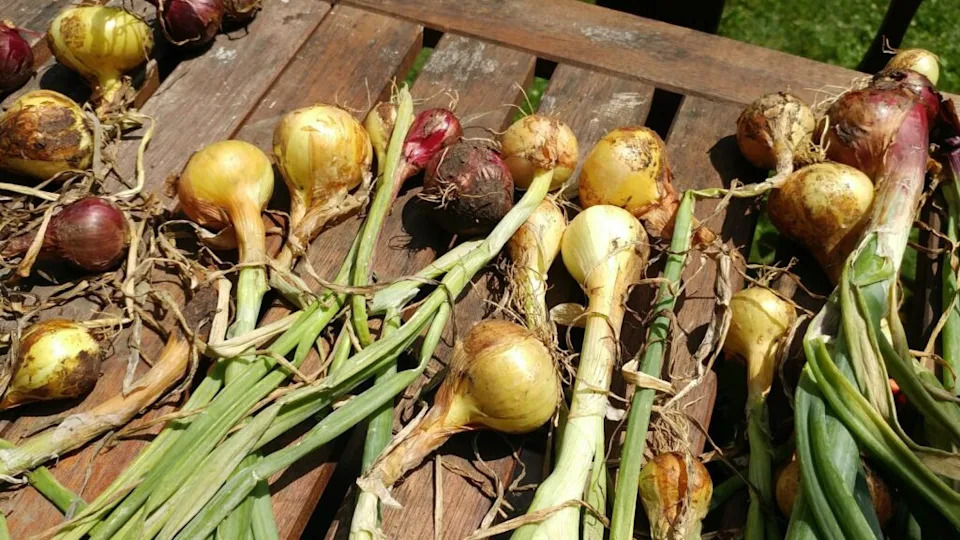 onions-drying-in-the-sun
