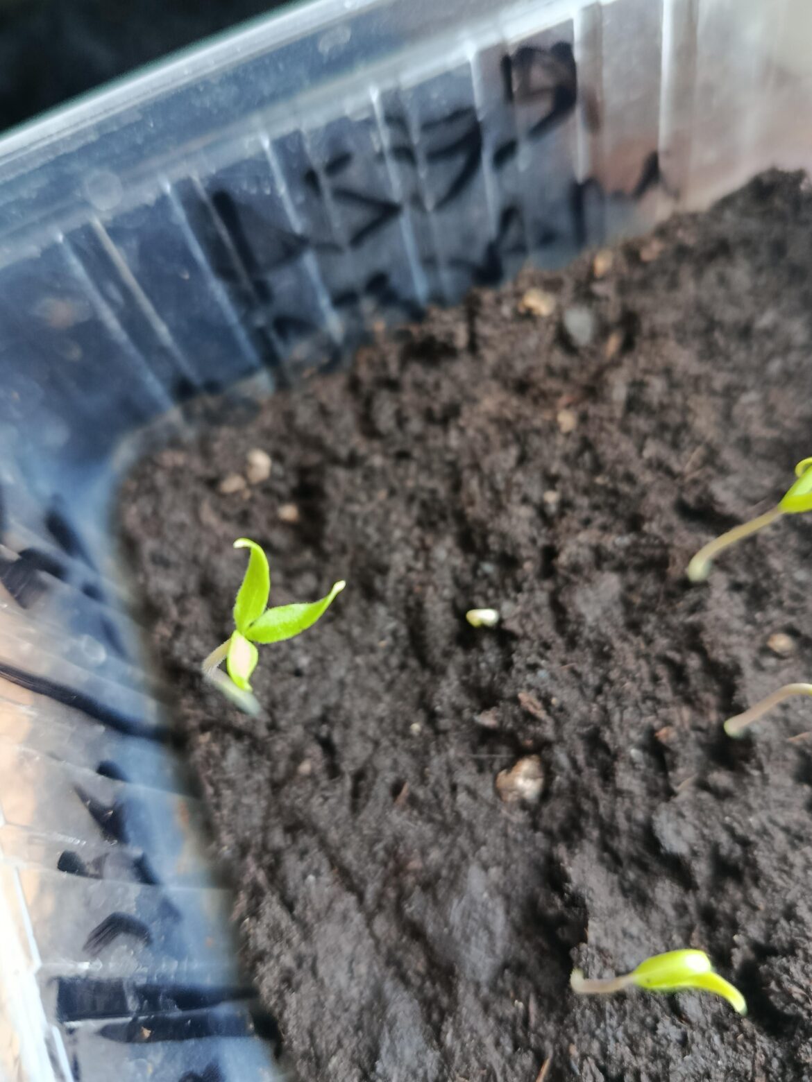 Chili pepper mutation?