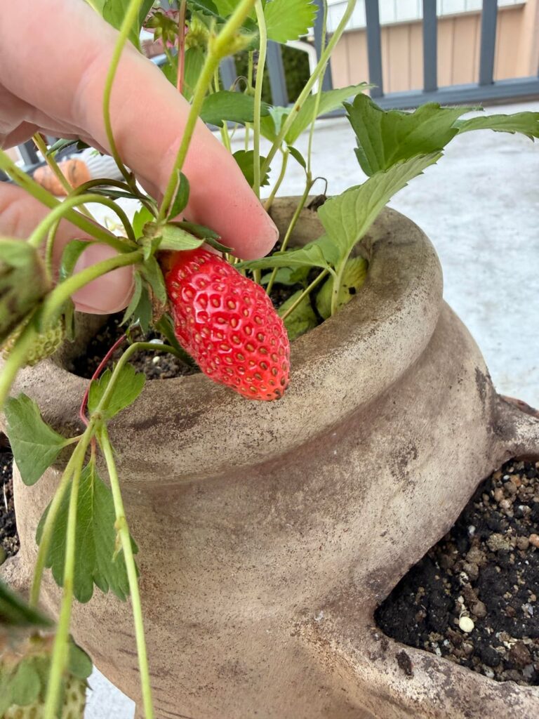 Are these ready to be picked?