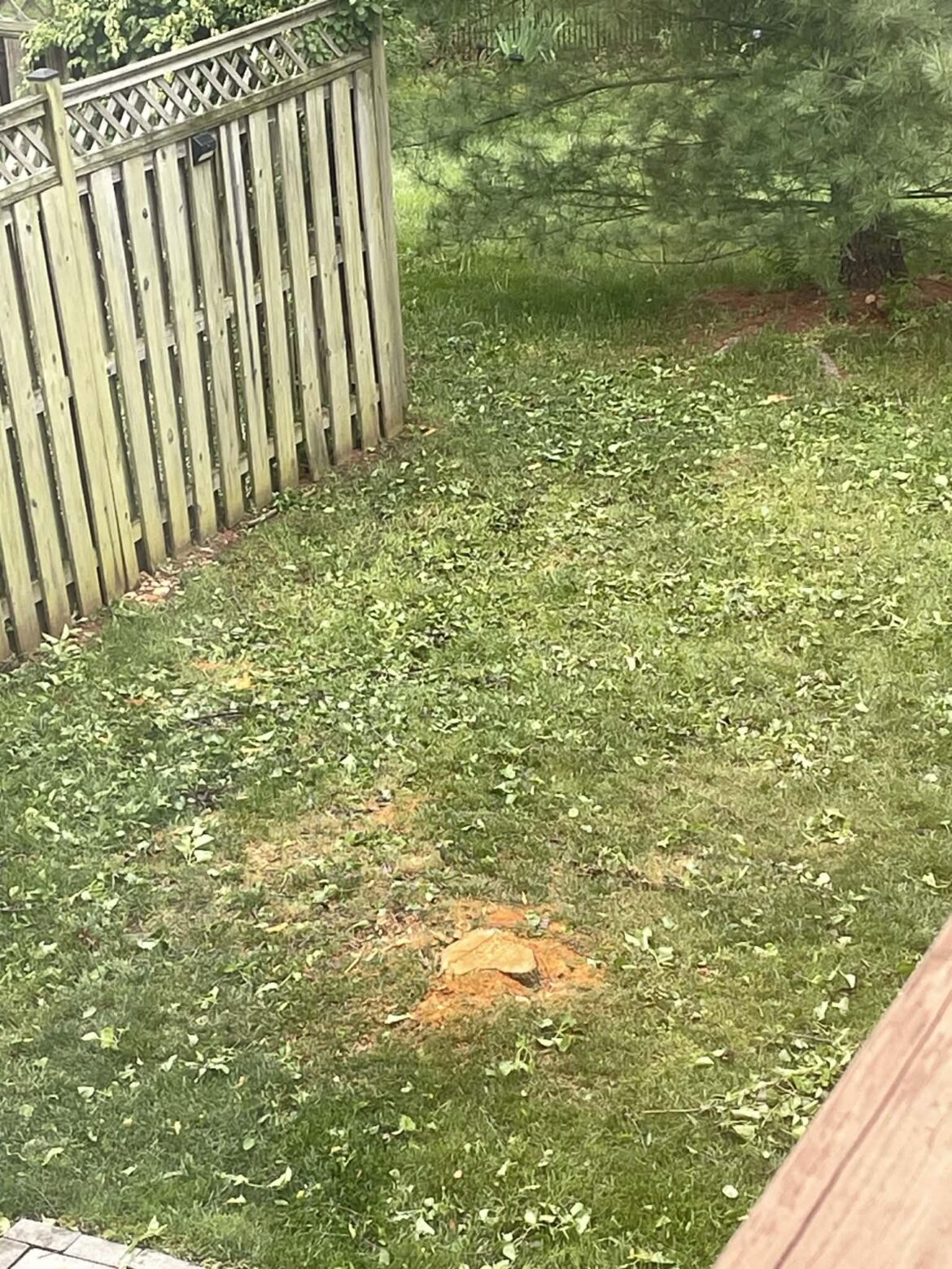 My neighbor cut her Bradford Pear down yesterday! 🎉 My neighbor cut her Bradford Pear down yesterday! 🎉