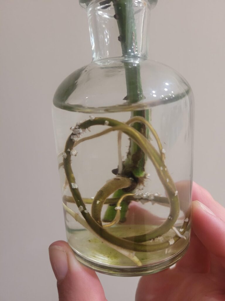 What is this white stuff on my pothos roots What is this white stuff on my pothos roots