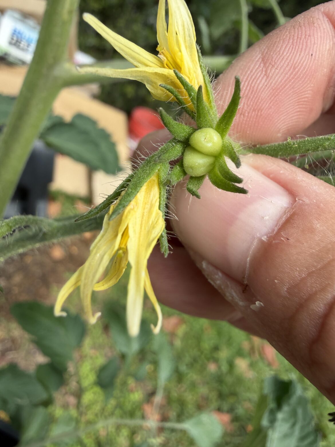 2 out of 1 flower?