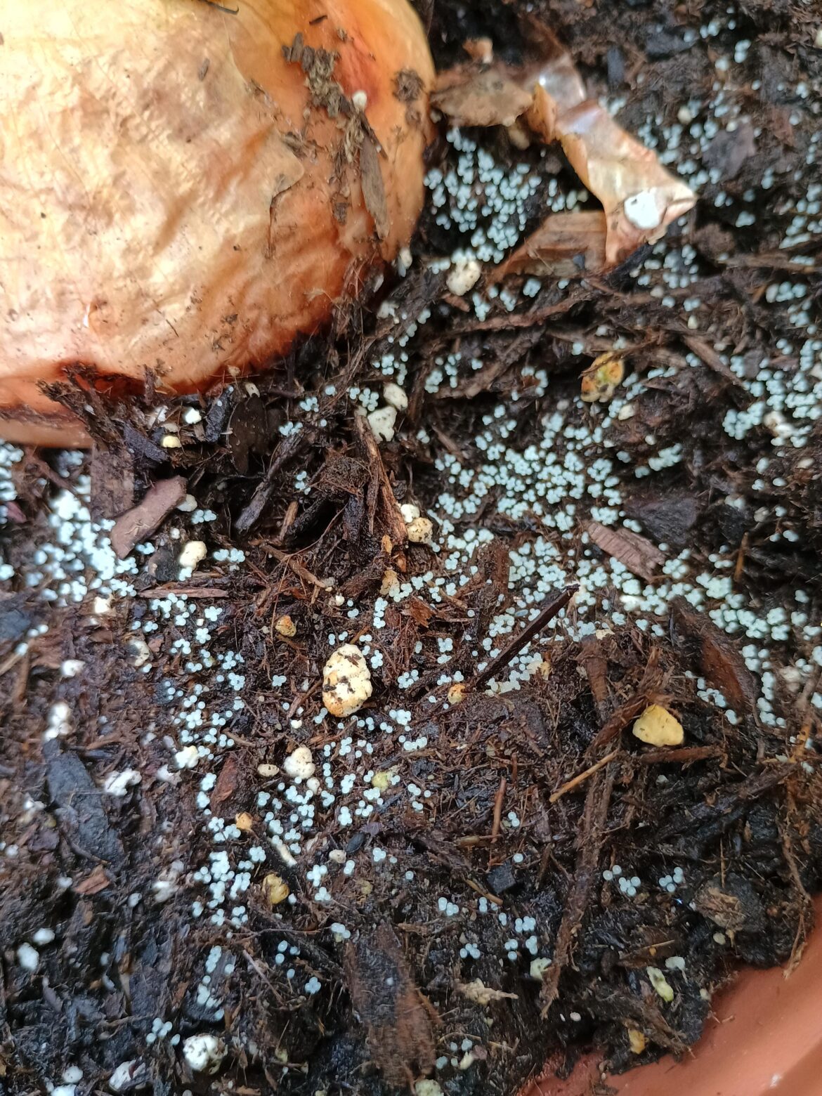 What on earth are these? Tiny dots don't look like any fungus