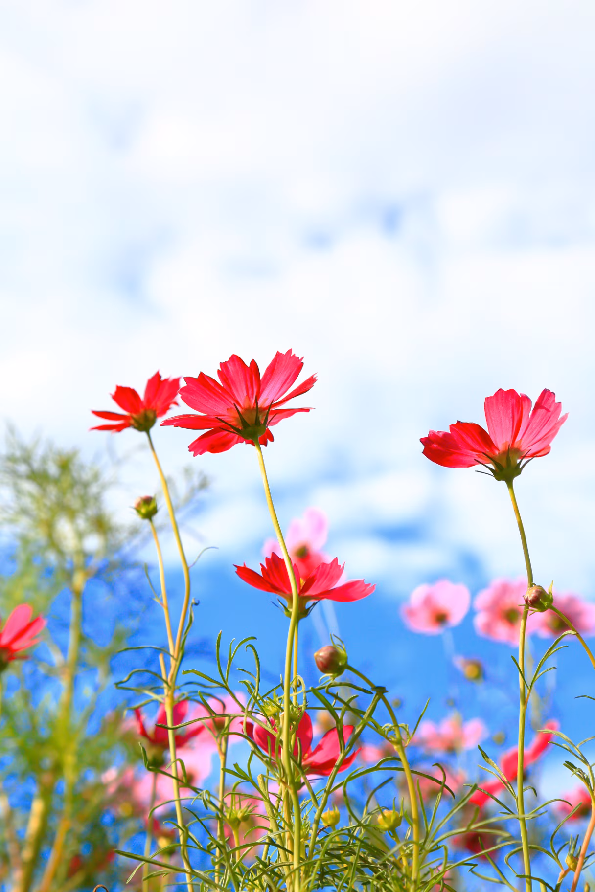 Close up of pink cosmos flowers on natural background