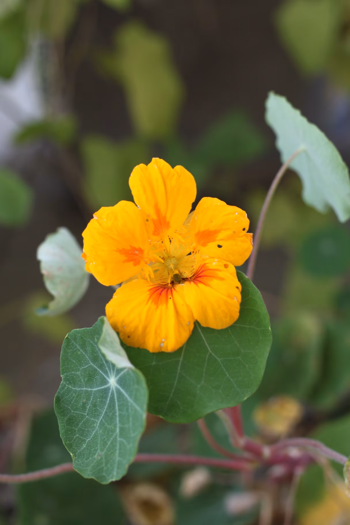 A nasturium with a yellow, orange and gold flower