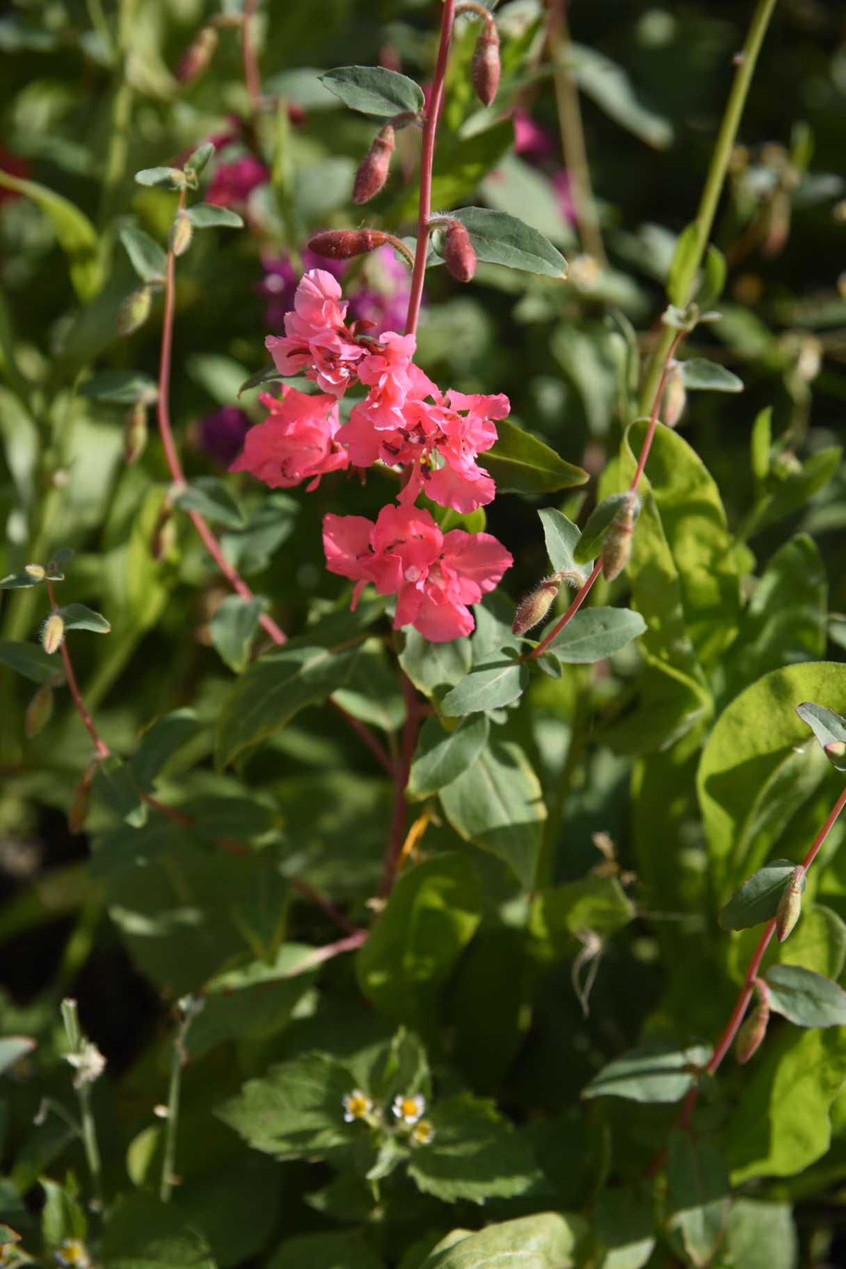 Clarkia elegans blooms in the garden in summer