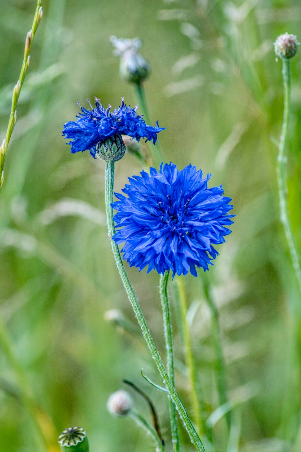 Blooming cornflower on a background of green grass