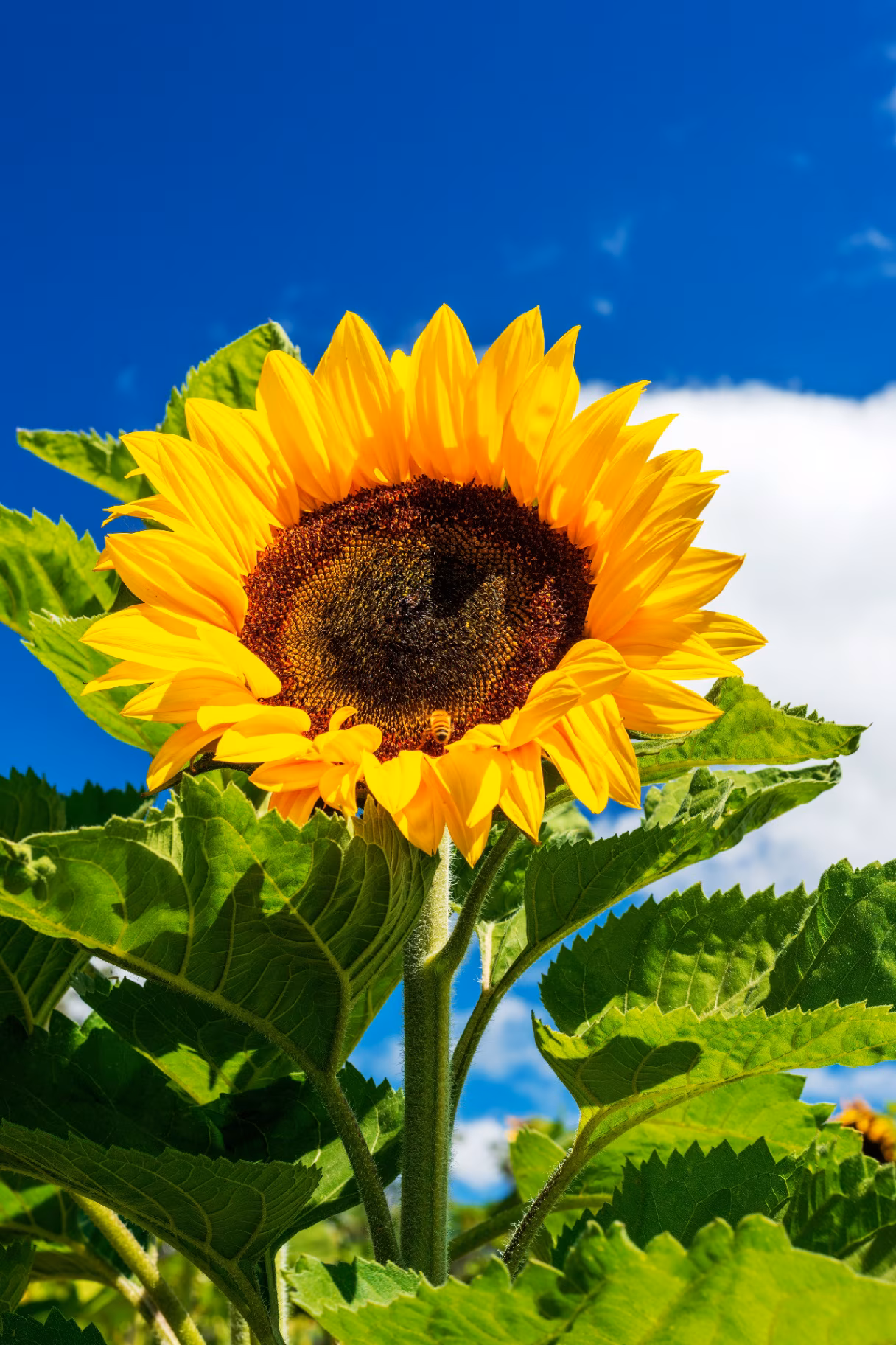 Sunflower portrait against blue sky 