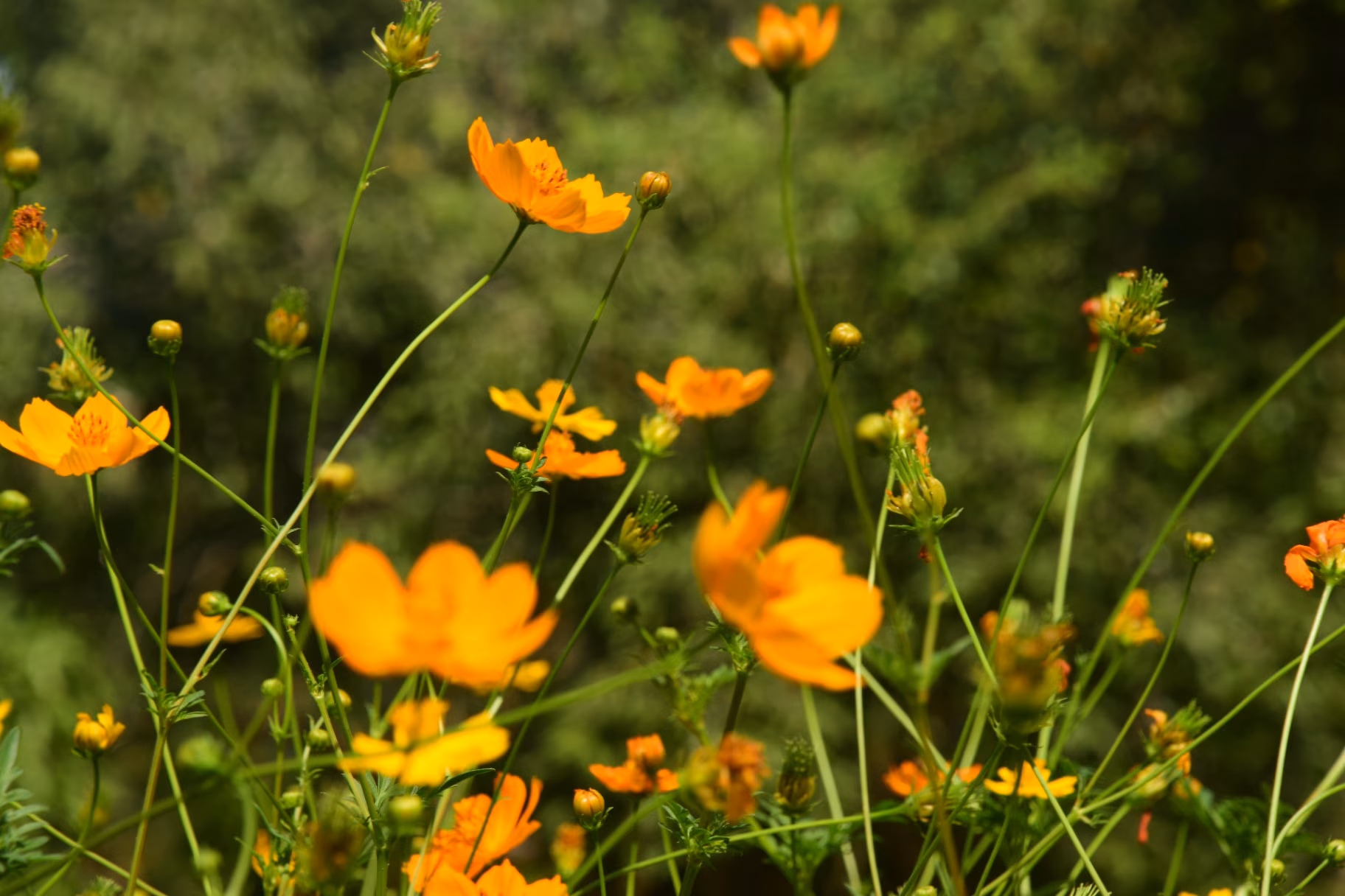 Yellow cosmos flowers blooming in garden
