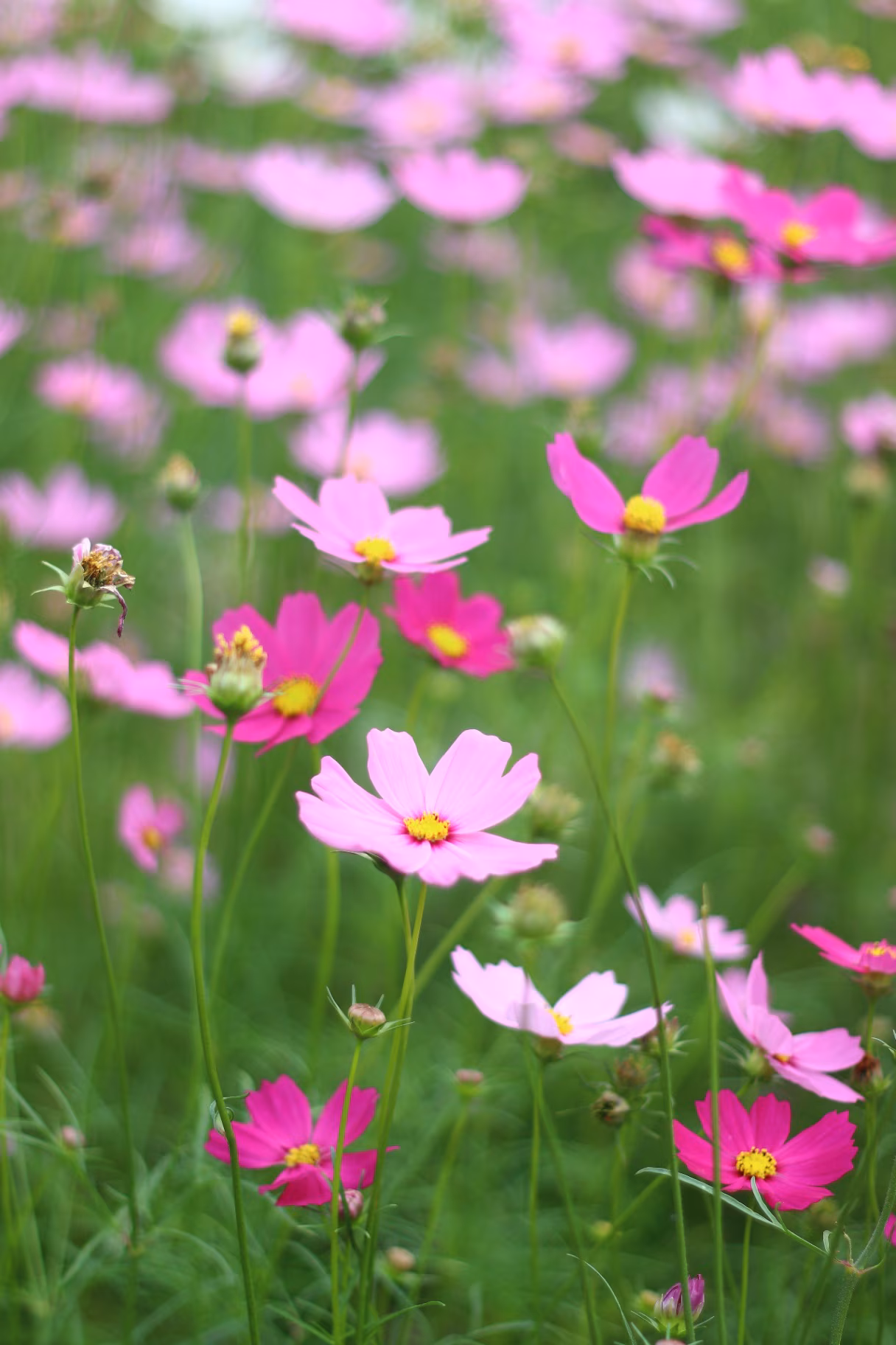 A beautiful field of pink cosmos flowers in full bloom, set against a lush green background. 