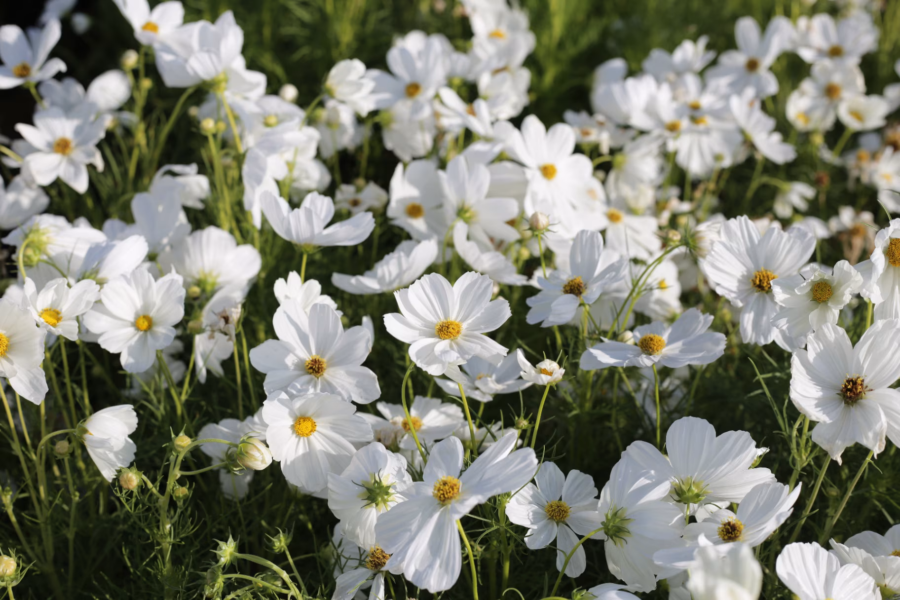 White cosmos flowers in the park