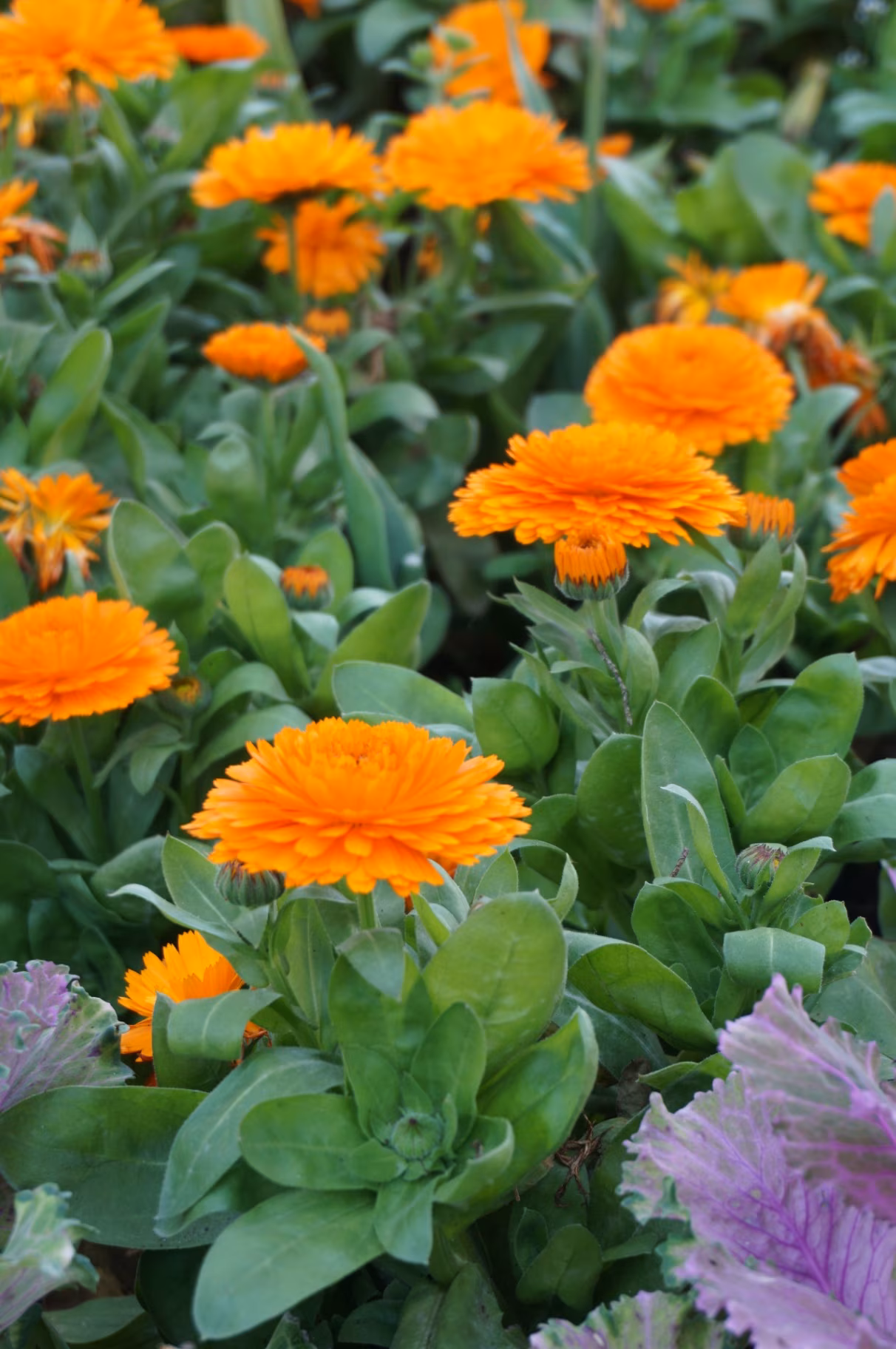 Calendula plants 