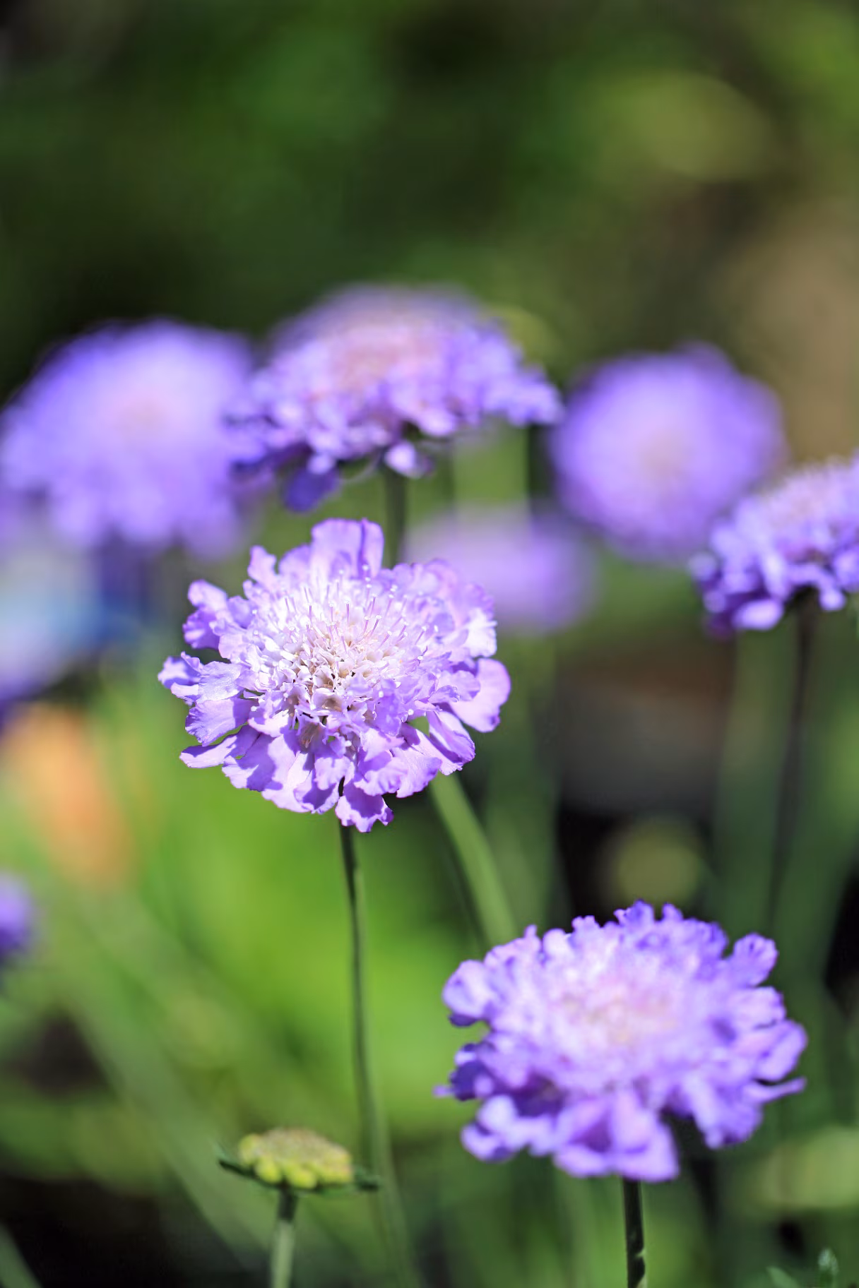 Purple Scabious Flowers growing in a natural setting