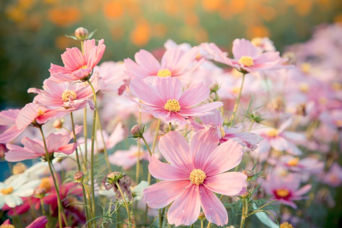 What your cosmos really need in April if you want that soft, romantic look by July Pink cosmos flower blooming in the field