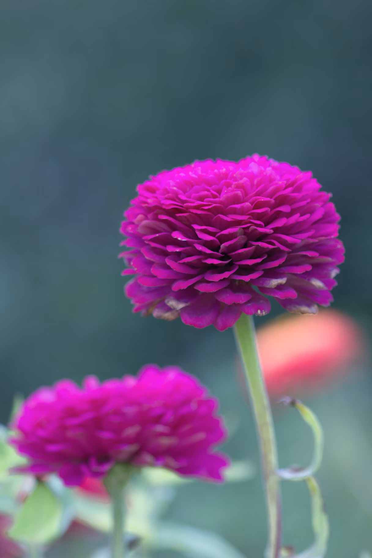 Lilac flower of Zinnia