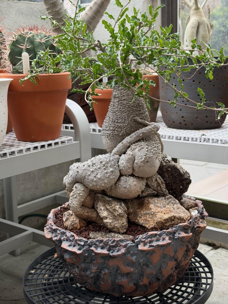 Repotted my Fockea today