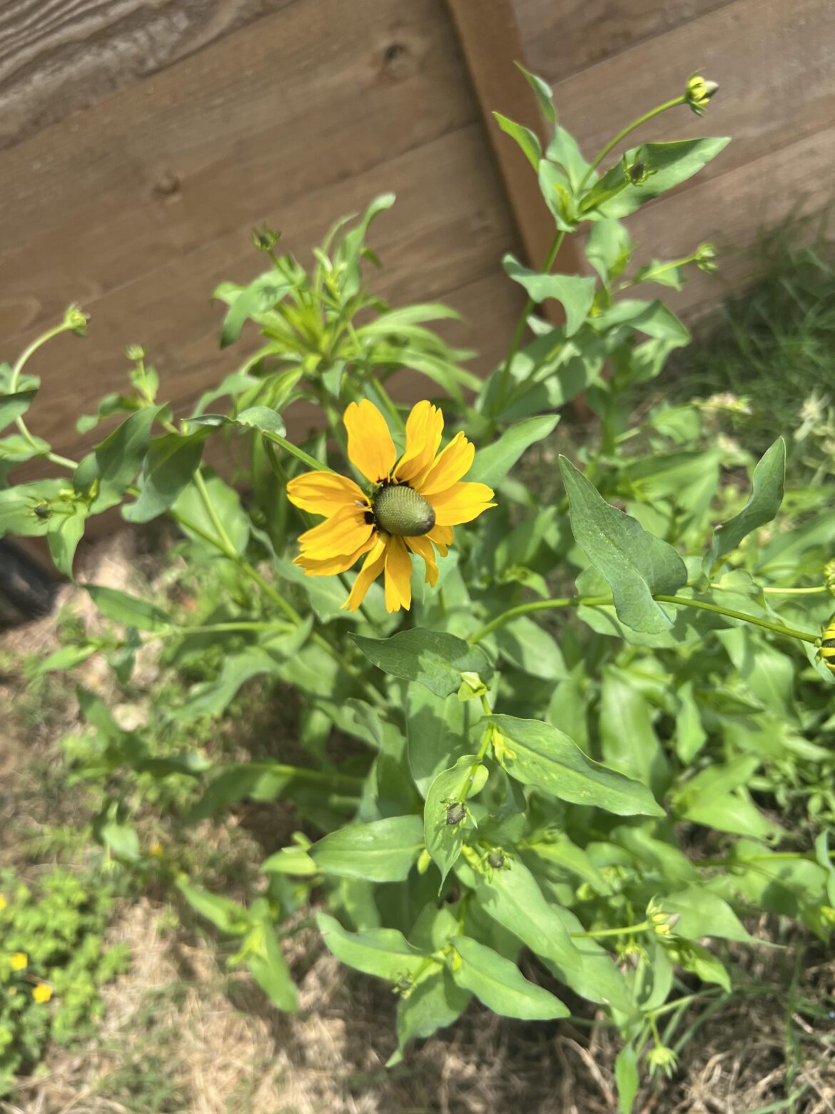 Texas coneflower? Found in an unmowed portion of my yard