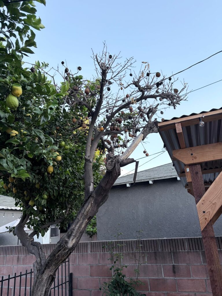 My lemon tree