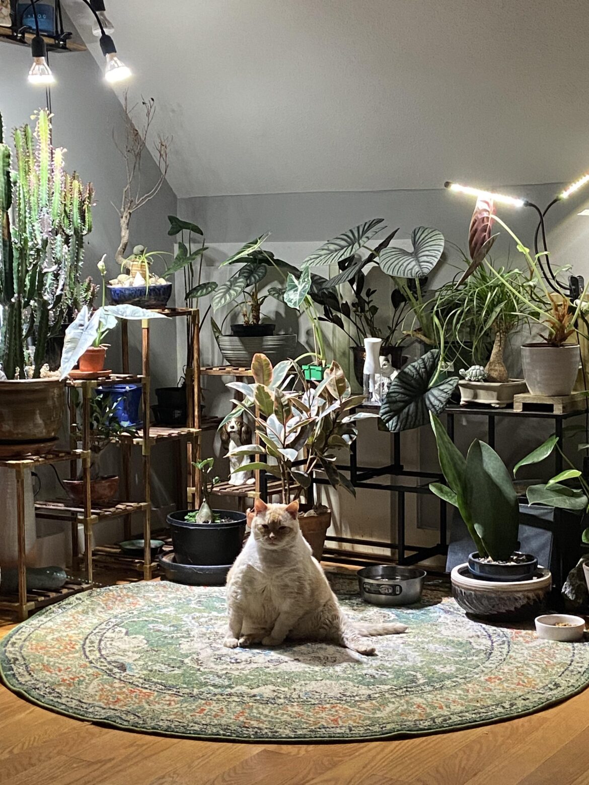 The plant guardian