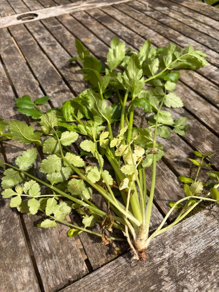 All over UK garden