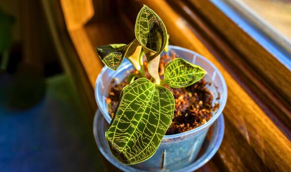 Picture of a flowerless orchid plant Picture of a flowerless orchid plant