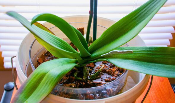 Picture of a orchid plant in a bowl Picture of a orchid plant in a bowl