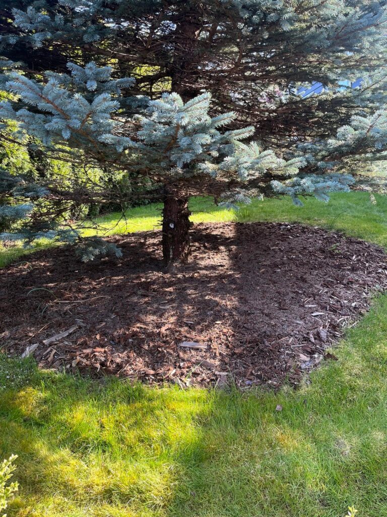 Composting question for my Blue Spruce tree