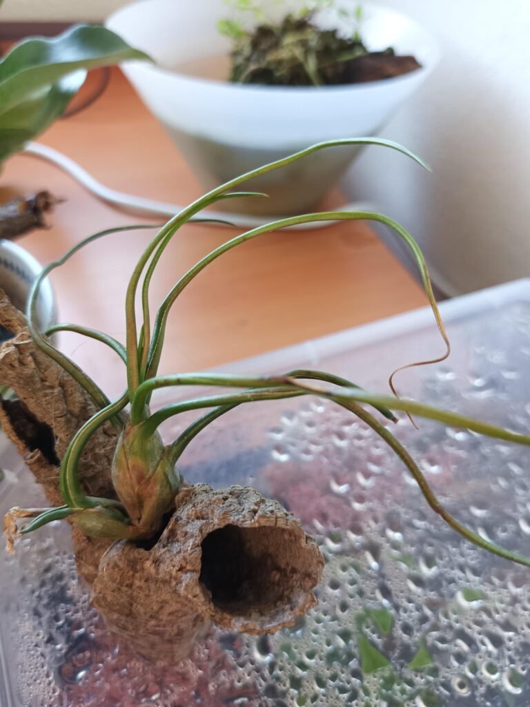 Need advice for care of my airplant Need advice for care of my airplant