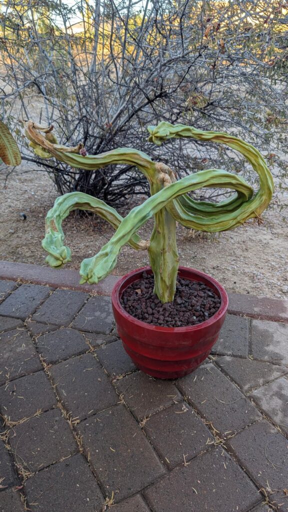 Will these neglected mutants live?