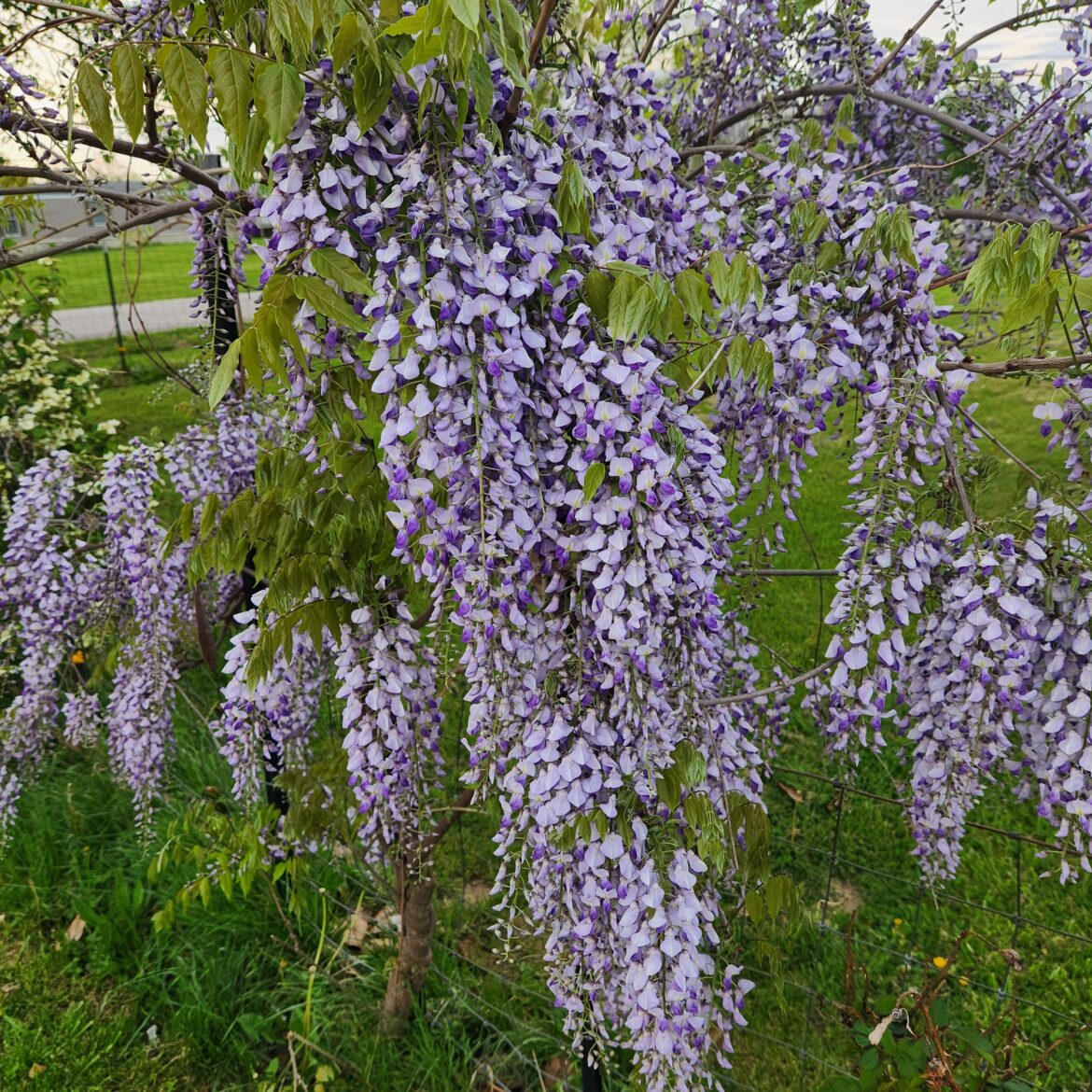 Wisteria?