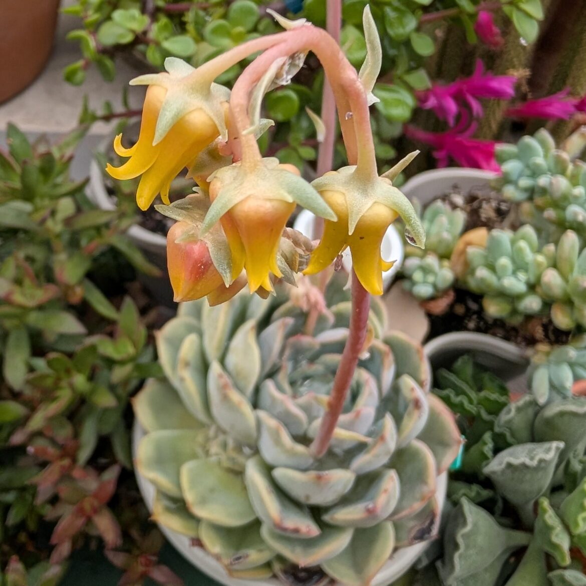 ID Request: Mex. Snowball I thought but all yellow blooms