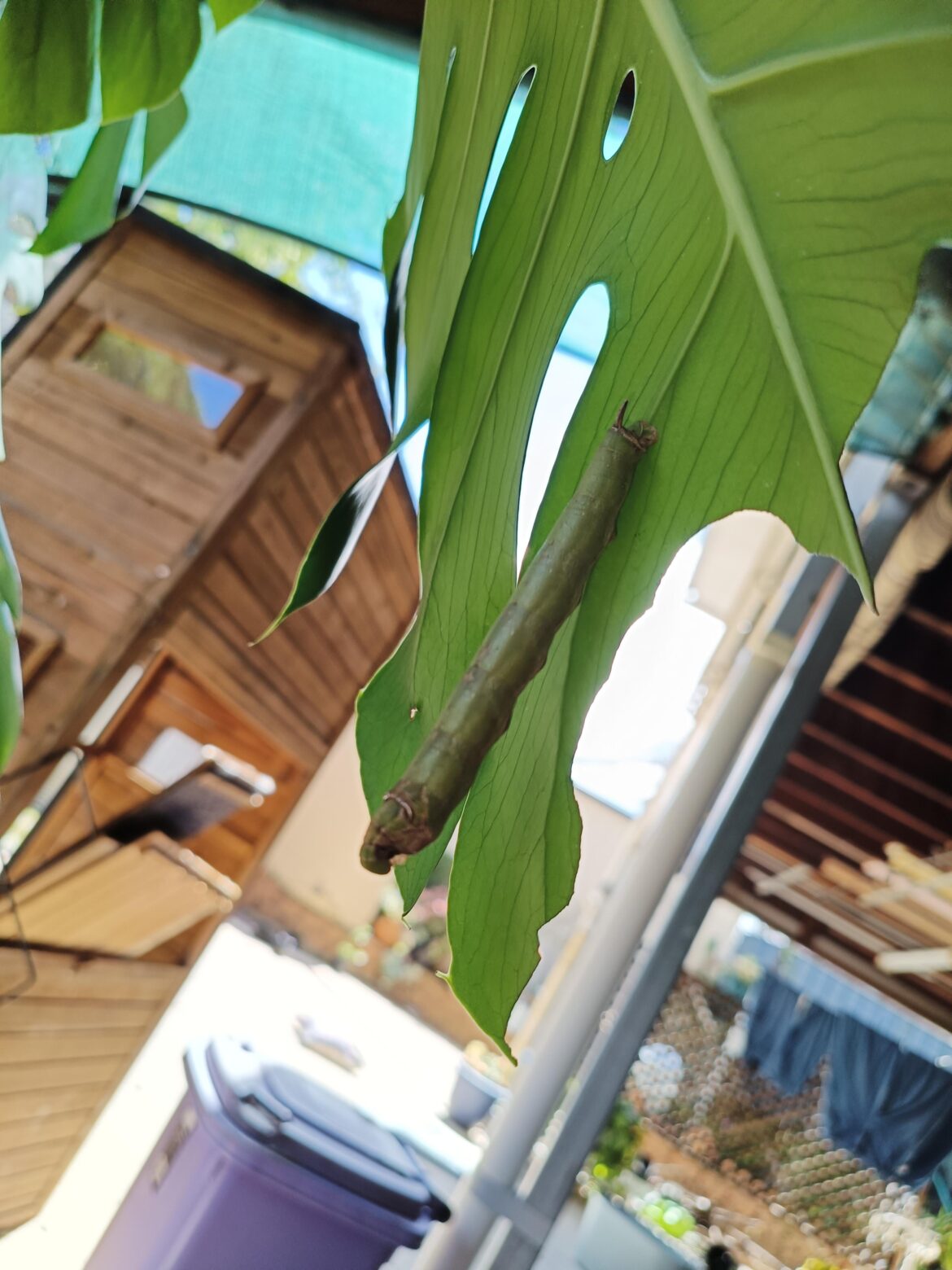 Caterpillar on monstera
