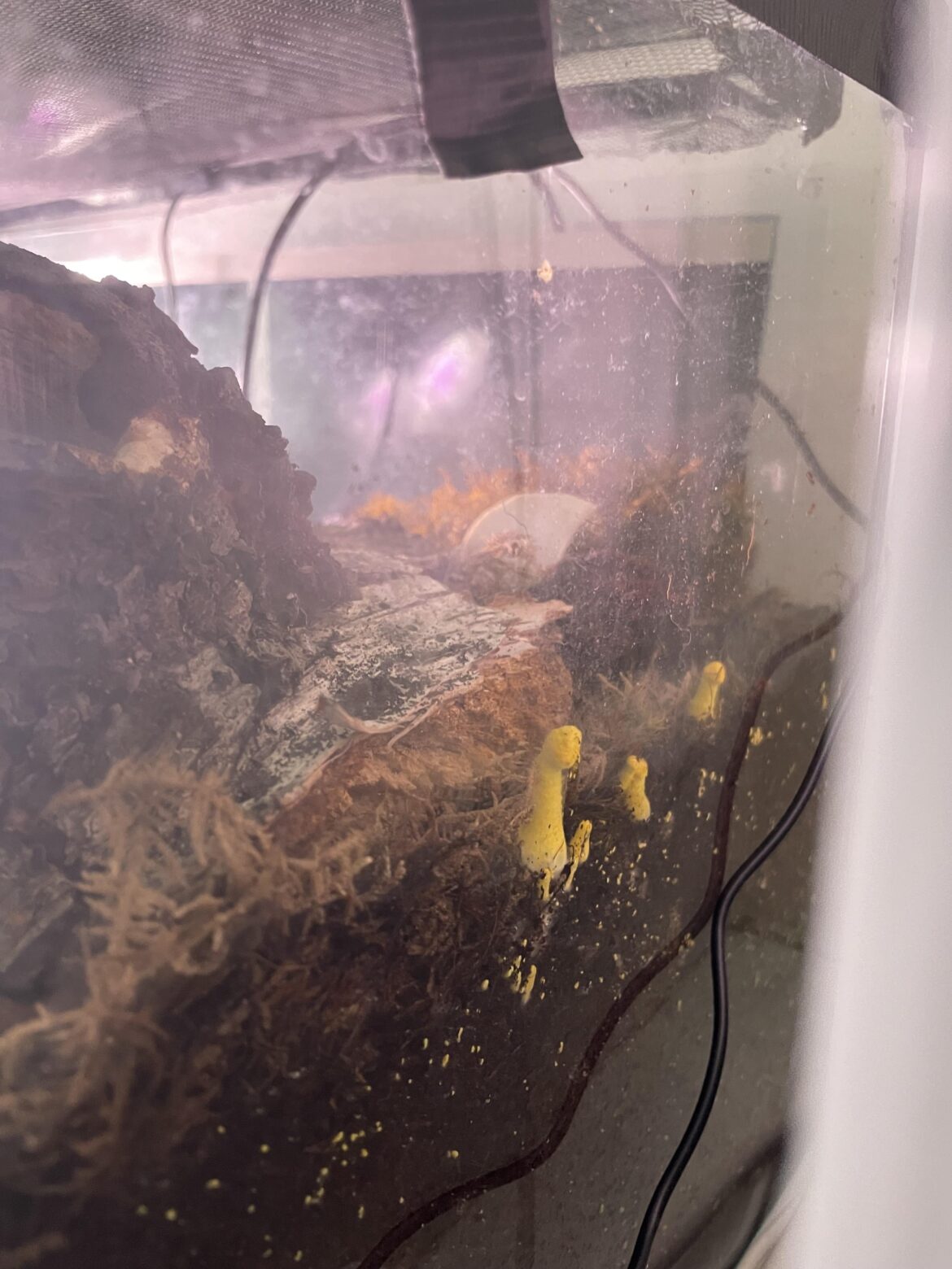 Mushrooms in vivarium