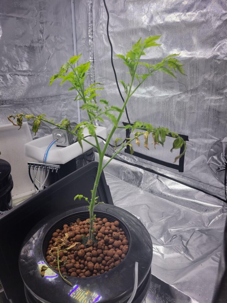 Why are my tomatoes doing this?