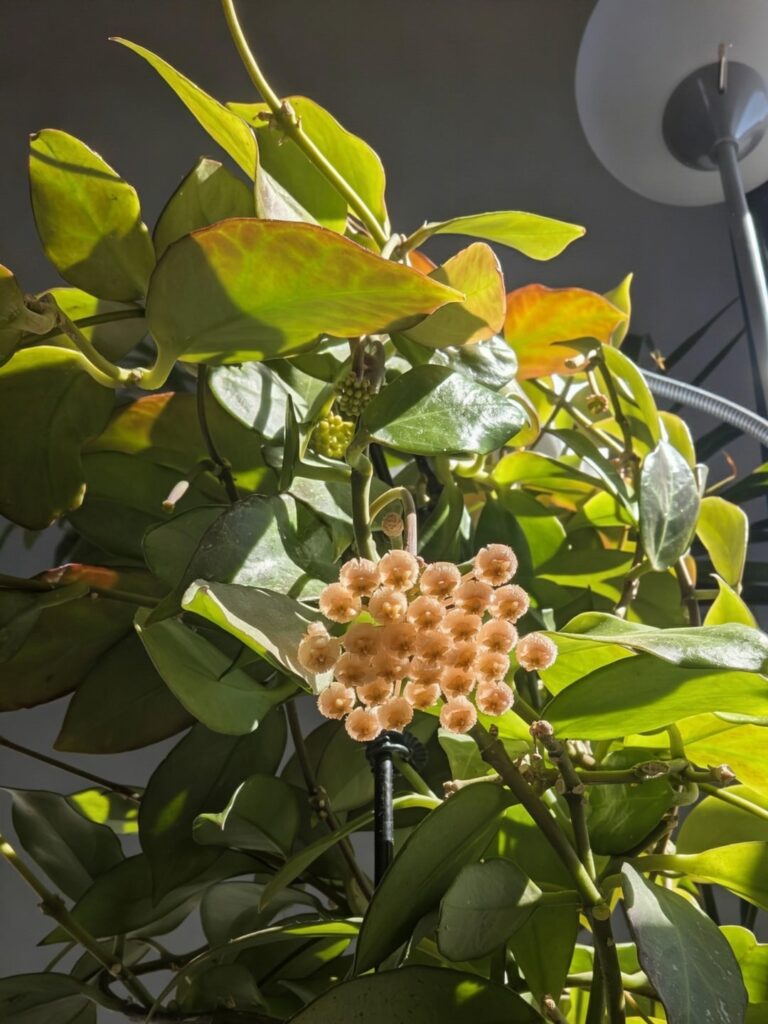 My Hoya sunrise is in bloom