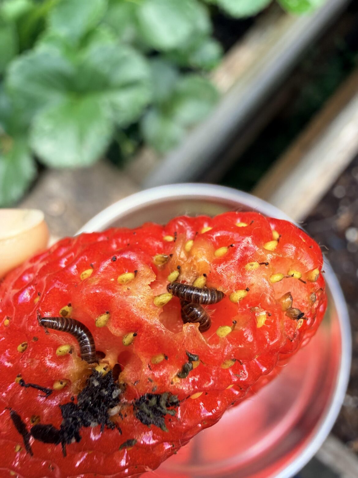 help me ID what’s eating my strawberries