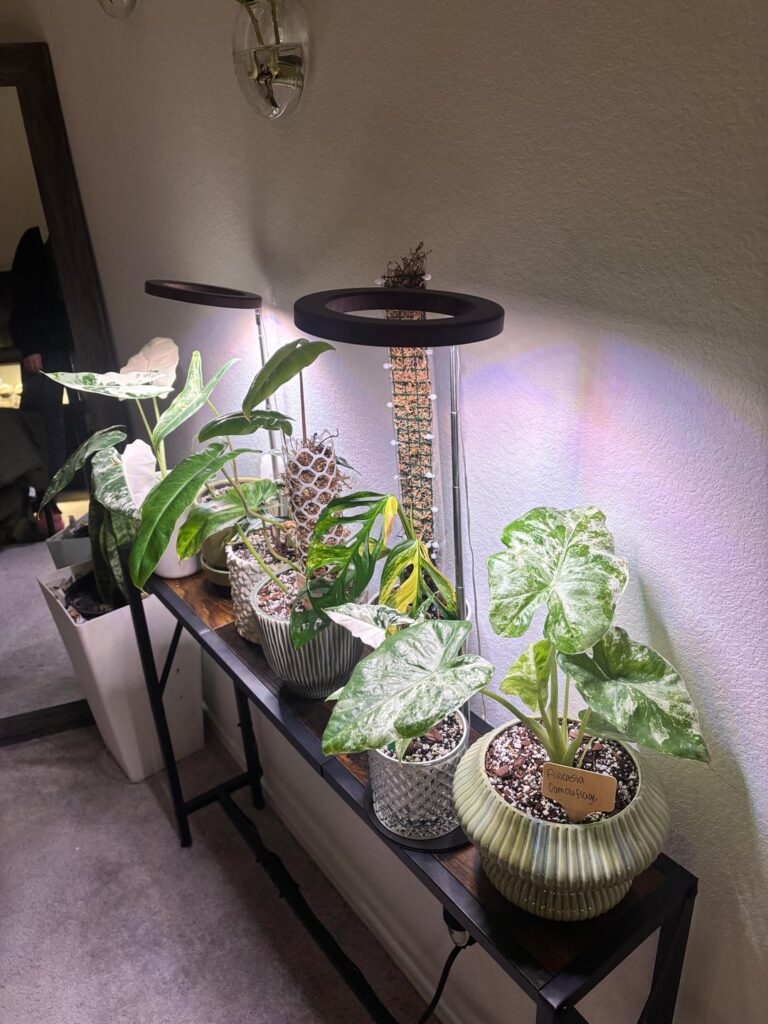 what was your weekend project?