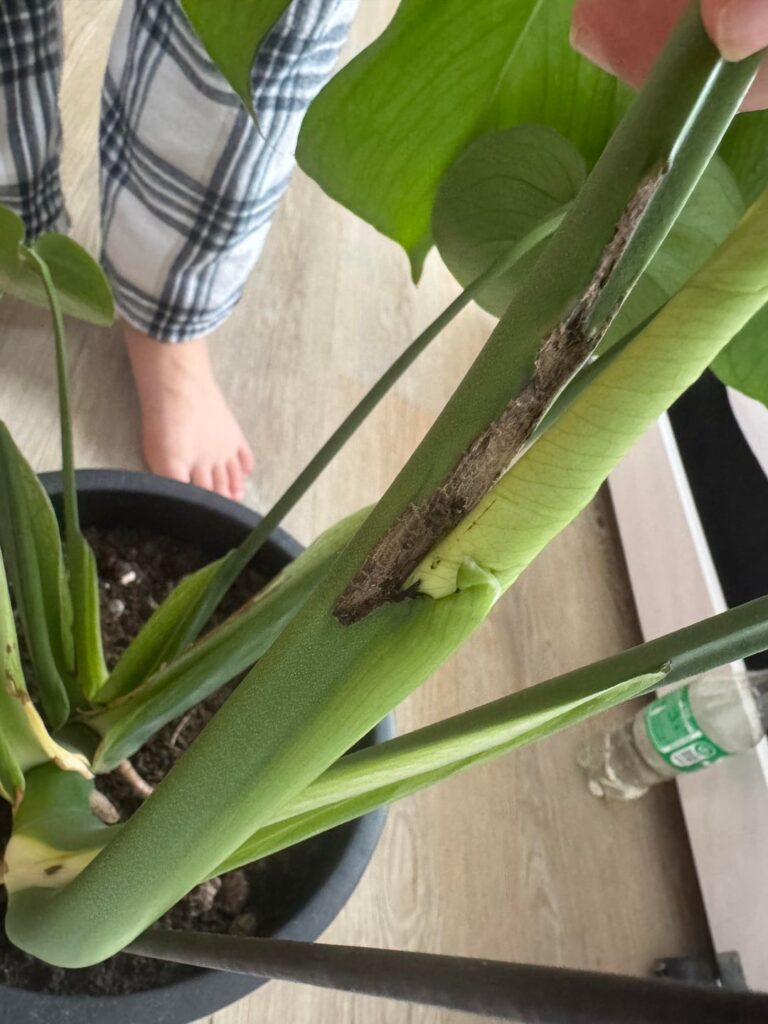 What is the black part on the monstera?