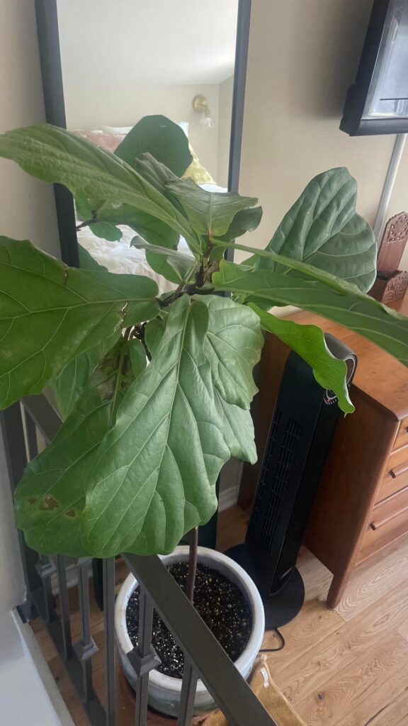 What’s wrong with my girl?