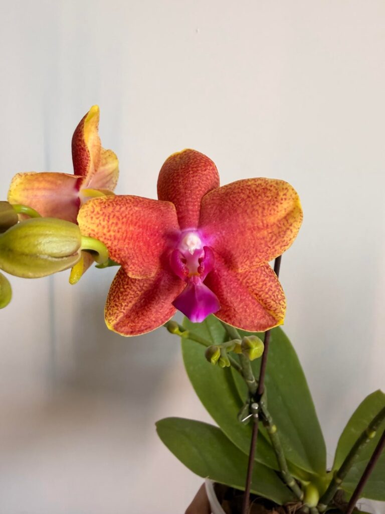 What kind of Phalaenopsis are these