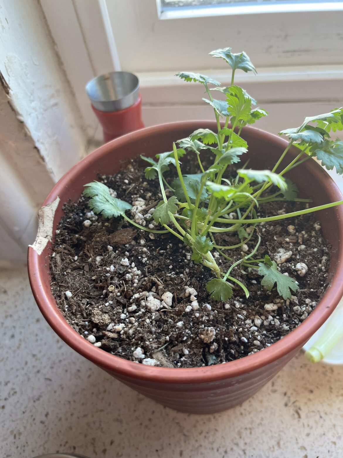 Sad little cilantro plant